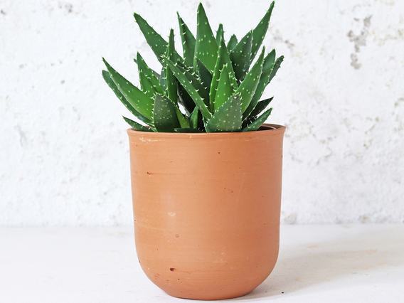 Curved Terracotta Plant Pot – Large Large