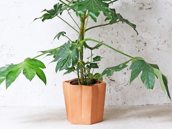Star Terracotta Plant Pot Large