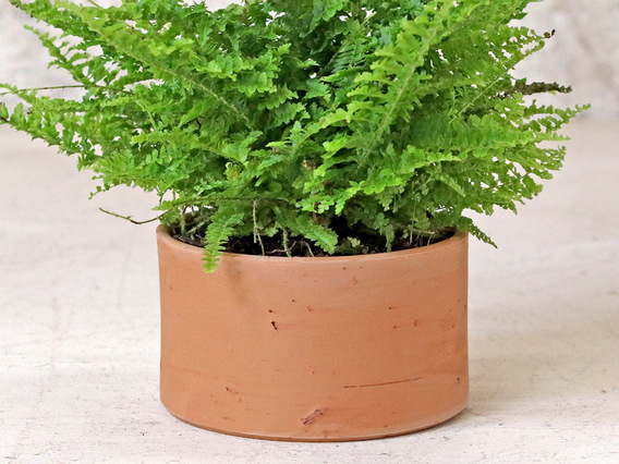Low Cylinder Plant Pot