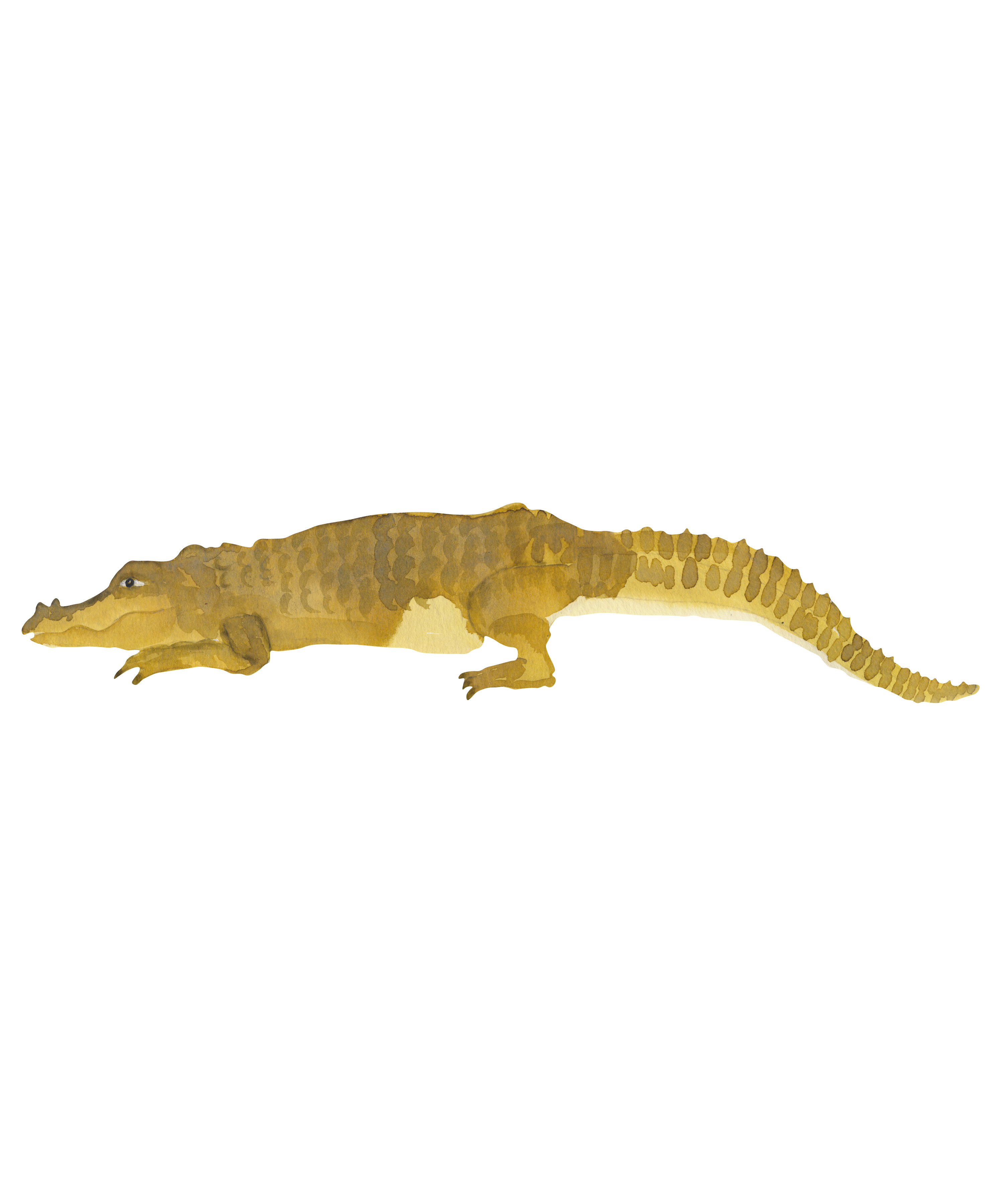 That's Mine - Wall Sticker Crocodile - Green (O8074)