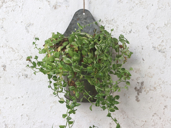 Wall Hanging Planter - Large