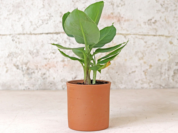 Tal Cylinder Plant Pot
