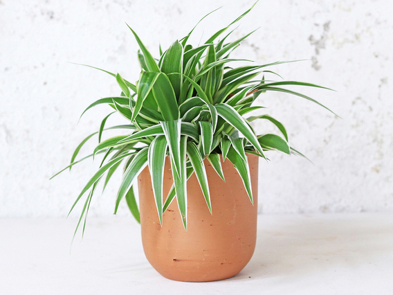Curved Terracotta Plant Pot – Medium Medium