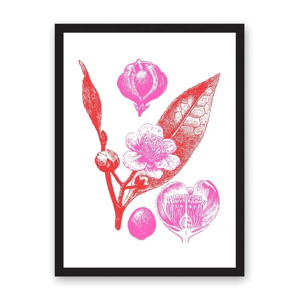 A3 Botanical Illustration Riso Print