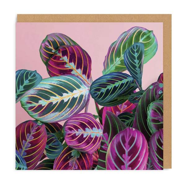 Prayerplant Square Greeting Card