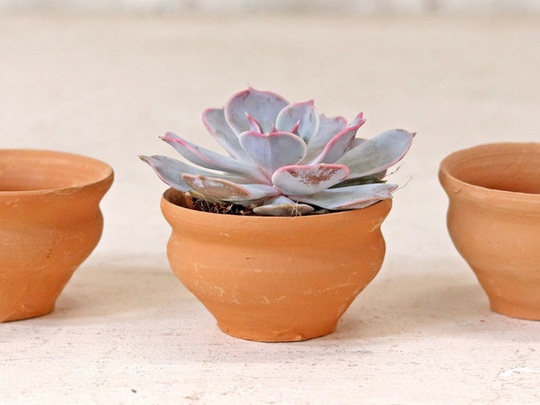 Tea Cup Plant Pot - Set Of 10