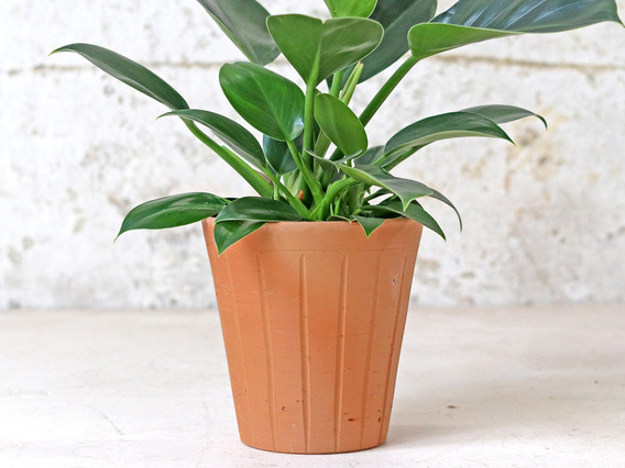 Fluted Terracotta Pot - Large