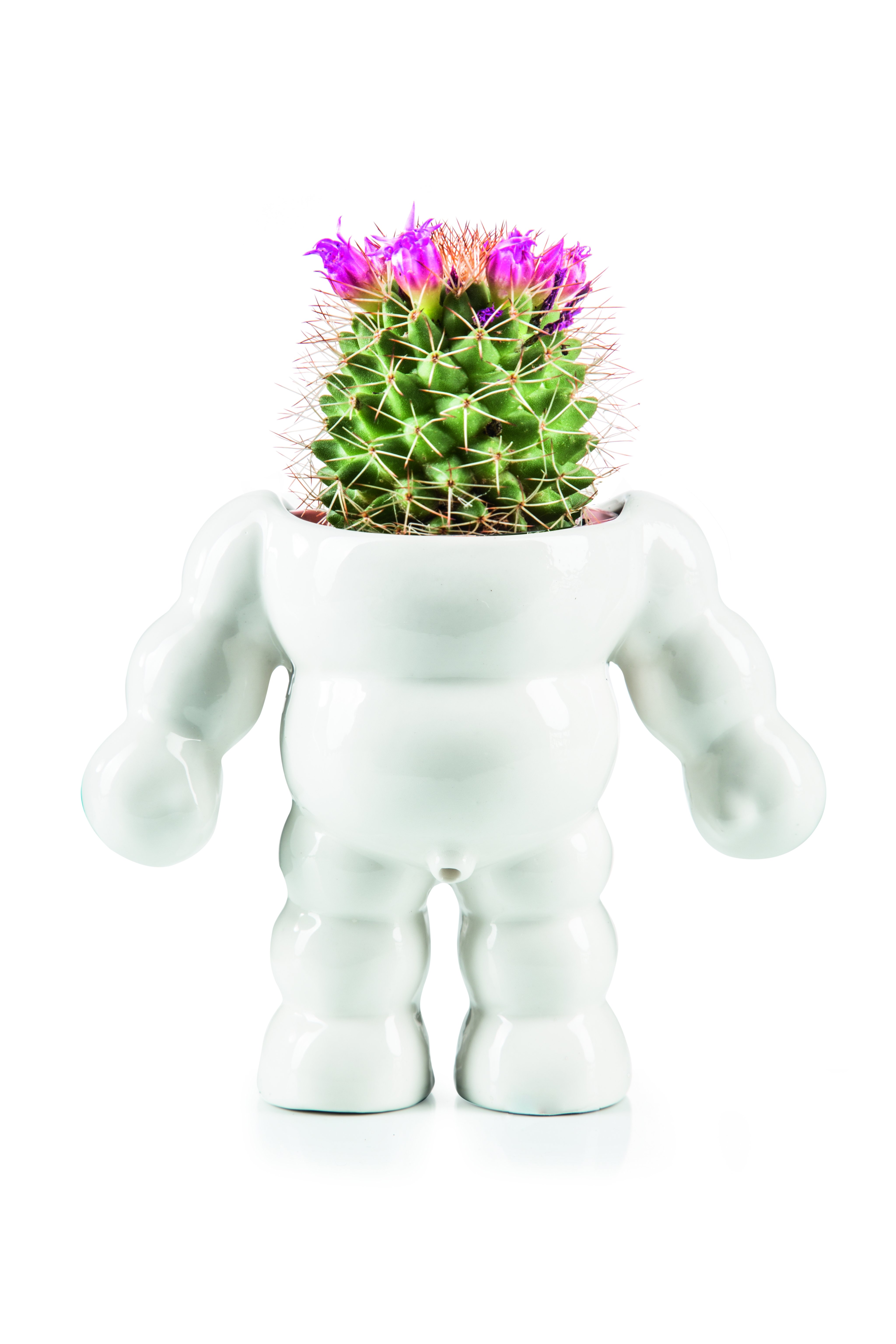 King Cactus - Plant Pot (210770)