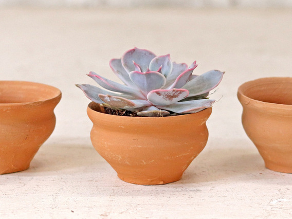 Tea Cup Plant Pot - Set Of 5