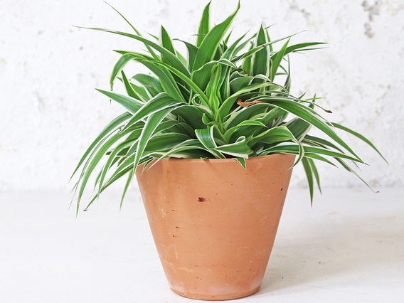 Tapered Terracotta Plant Pot - Medium Medium