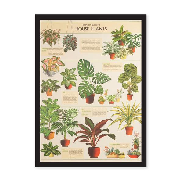 House Plants Art Print Large